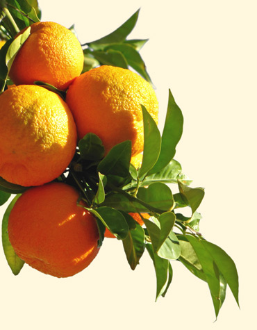 Orangen am Baum